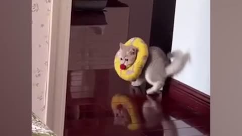 Cat funny video