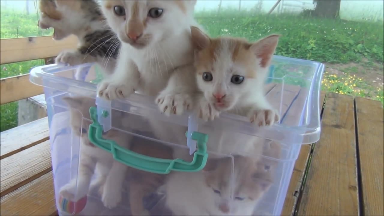 Kittens meowing (too much cuteness) - All talking at the same time!