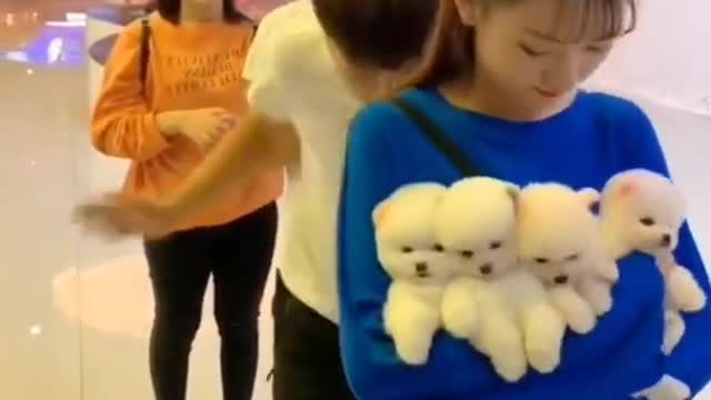 Funny Cute puppy video