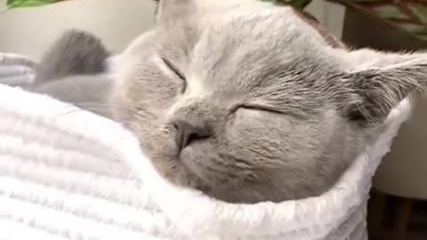 Fanny cats