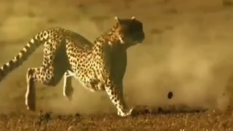 Funny animals video