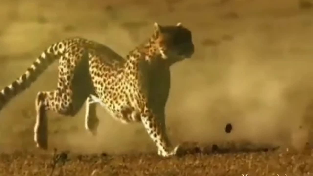 Funny animals video