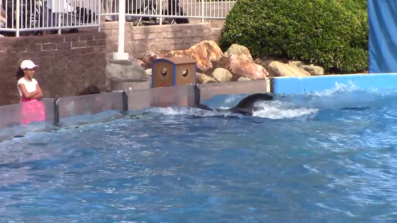 Dolphin Days (Full Show) at SeaWorld San Diego