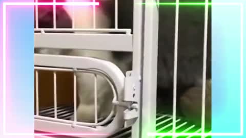 Funny cat short video.