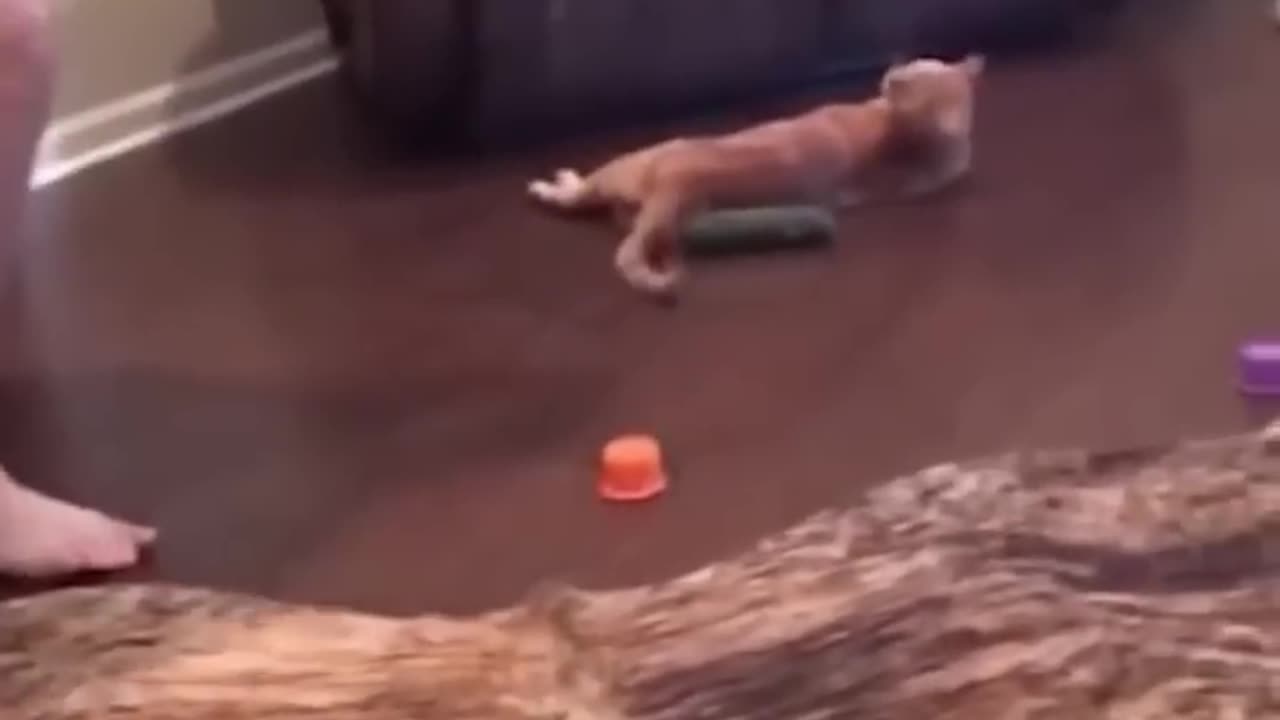 Funny Cats and Dogs 🐱🐶 | Funny Animal Videos #5