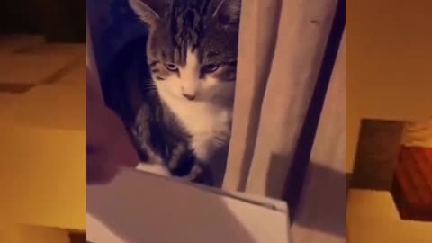 Meow Letter😂