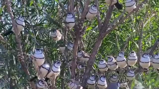 The number of birds on one tree