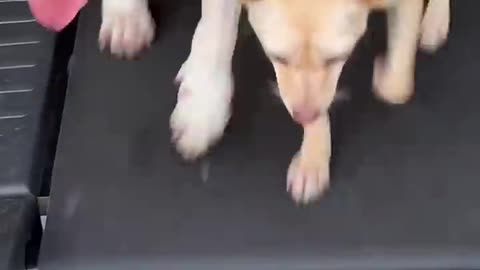 Dog running in treadmill