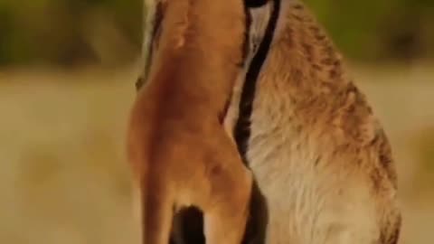 Kangaroo