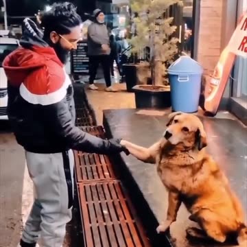 beautiful dog 😍😍😍