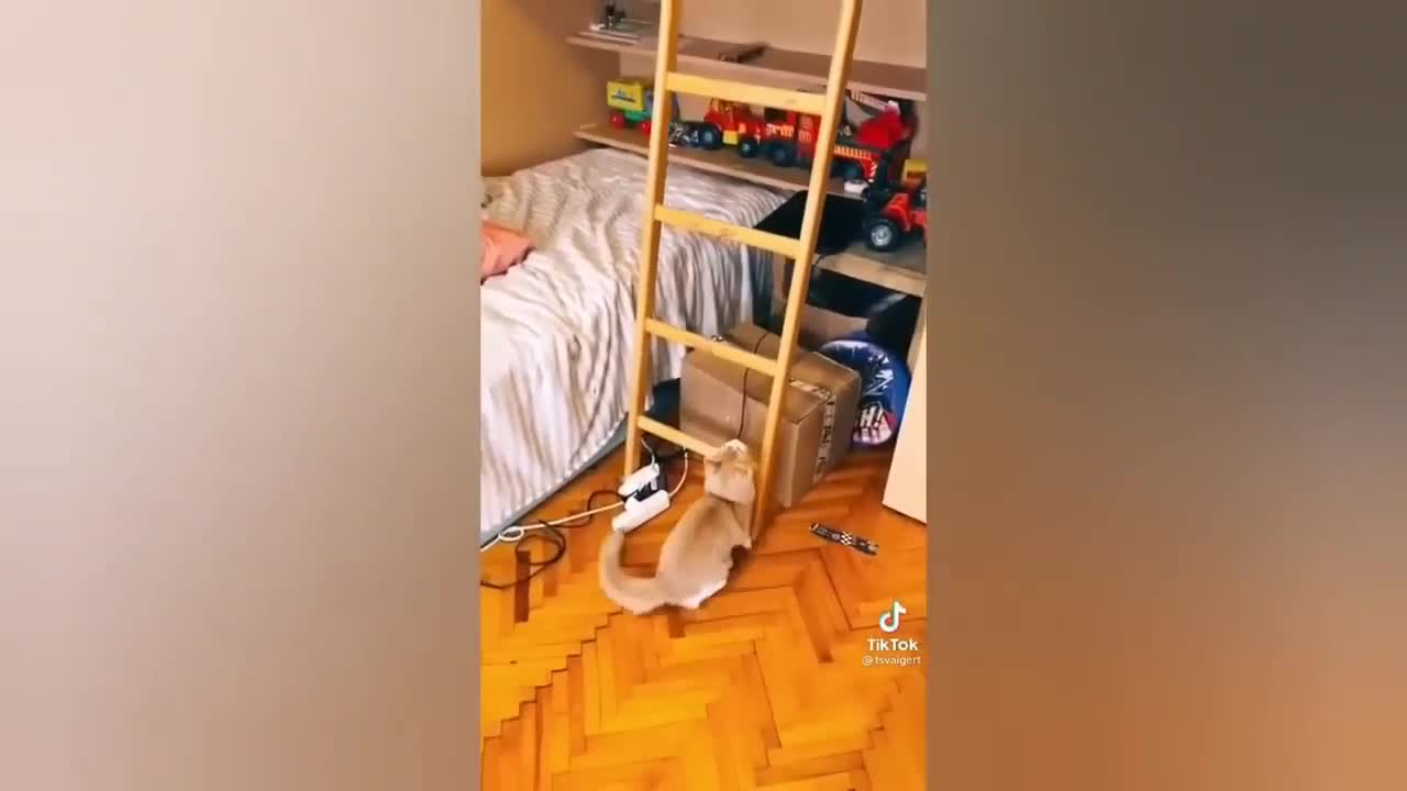 cat wall climbe