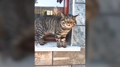 Funny talking cats