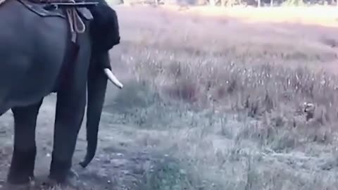 Tiger Vs Elephant Deadly Encounter