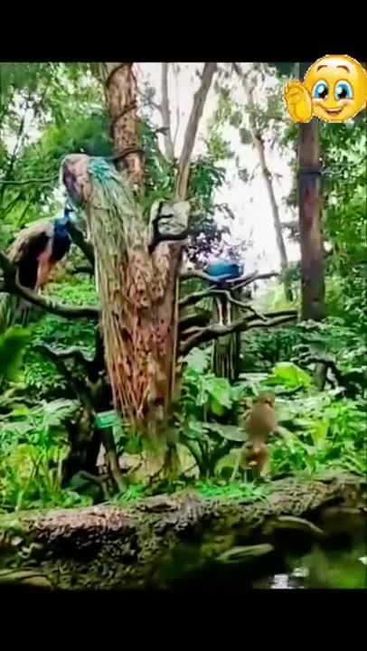 SOO CUTE - STRONG MONKEY !