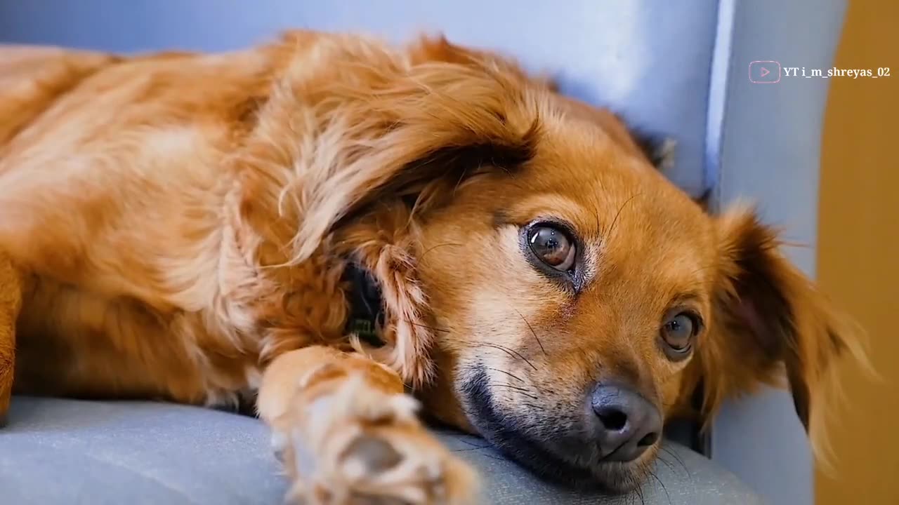 cute dogs video 🤩_ cute pets video _cute videos😍_ pets animal video_ new pets videos _😍 cute dogs