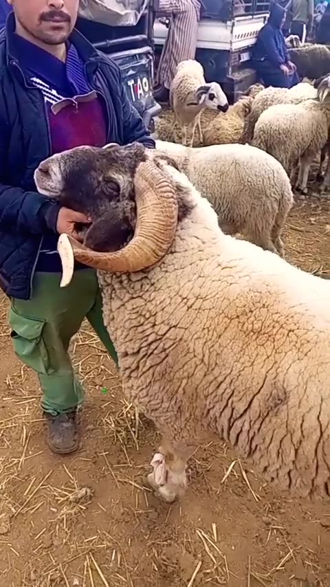#sheep