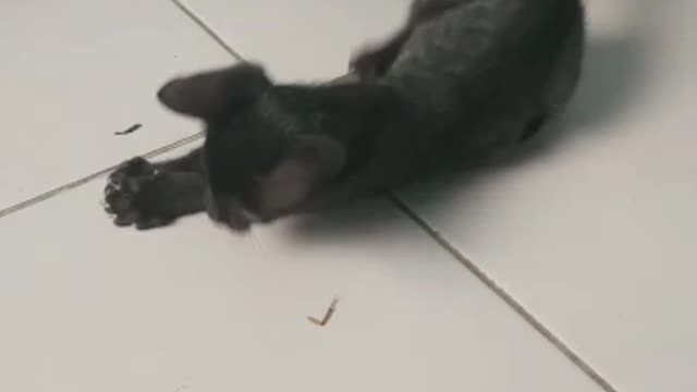 delicious meal،cat