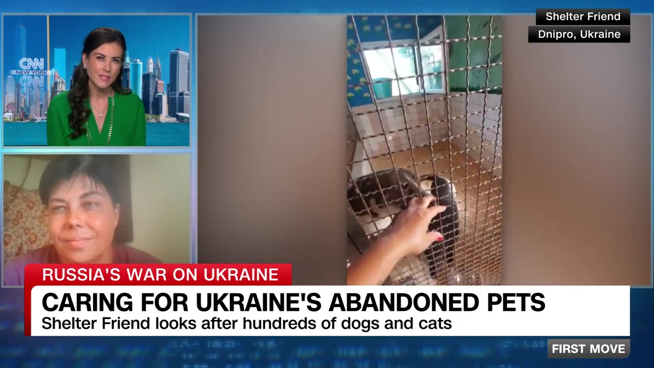 See the shelter that's housing Ukraine's abandoned pets