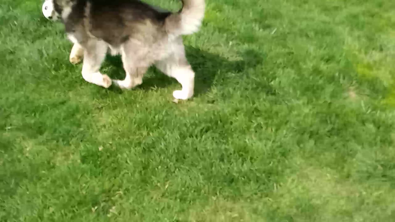 "I love you" says Avalanche the Malamute while teaching Luna how to fetch.