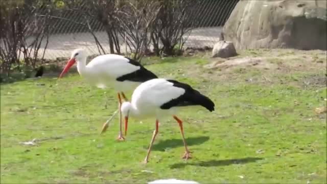 Beautiful Golden Pheasants and Wading Birds