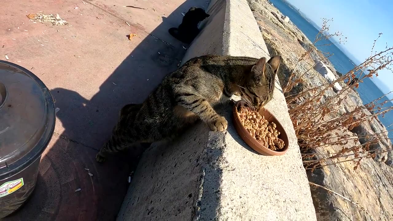 Istanbul is the city where cats and humans have lived together throughout history.