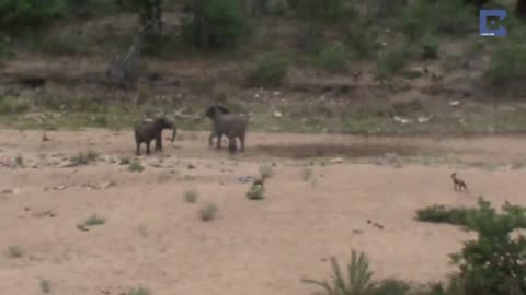 Elephants Protect Calf From Wild Dogs