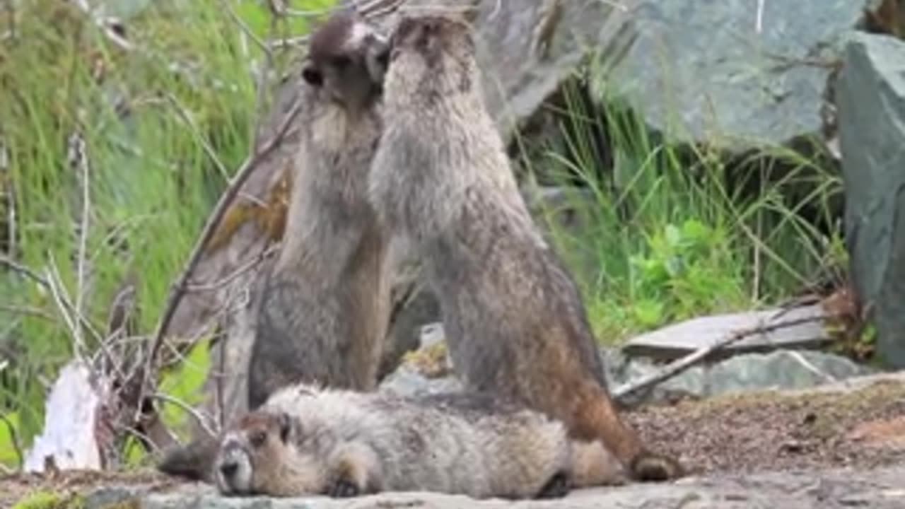 fighting groundhogs