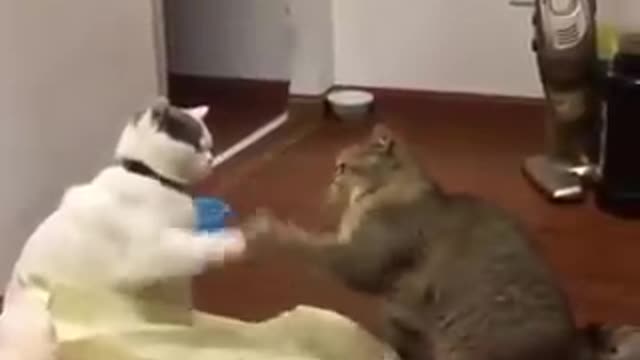 Funniest cats and dogs