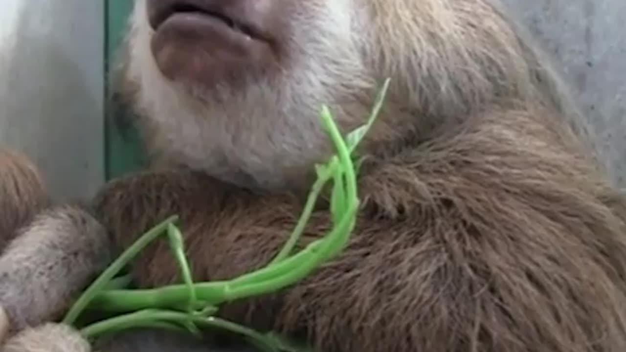 Cute sloth compilation
