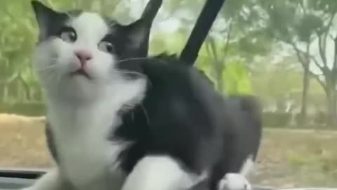 Funniest Cats and Dogs 🐶🐱 | Funny Animal Videos #9