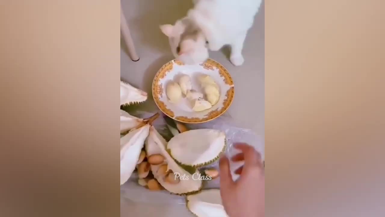Funniest Animals π Funny Cats and Dogs Videos 2023 πΊπΆ Part 5