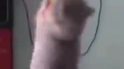 Cute cat funny video🎥🎥