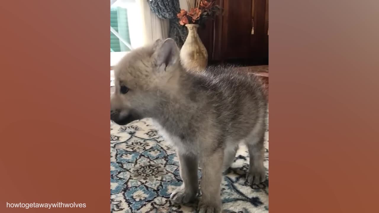 Cute and Funny puppy video