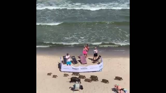 They were definitely not expected on the beach