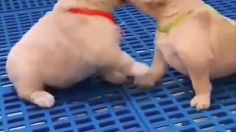 funny cute pupies