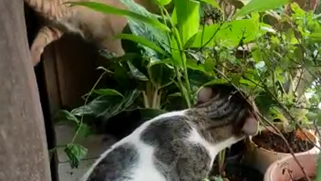 My Cats - Playing with Plants