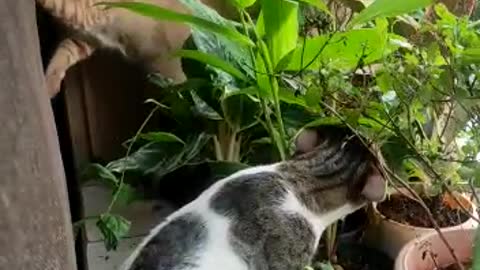 My Cats - Playing with Plants