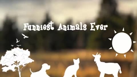 Animals funny video