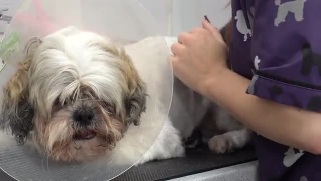 A very angry Shih Tzu attacks