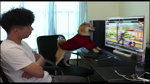 A dog who loves to play games, What should I do?