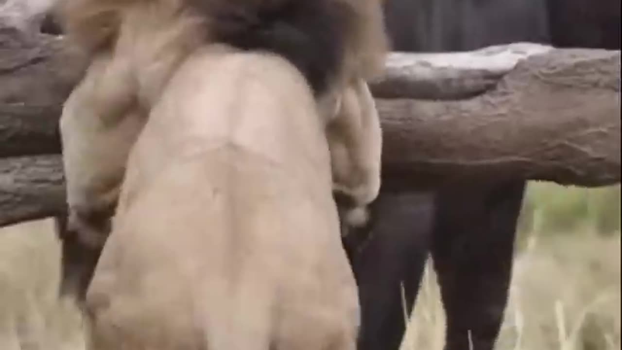 Buffalo fight back lion part 1 #Shorts #Animals