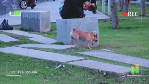 How Hybrid Minpin Dog Reacts When Seeing Stranger in The Park _ Viral Dog Puppy(720P_60FPS)