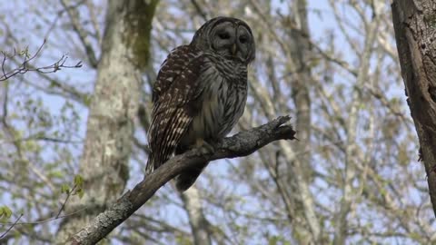 Barred Owl