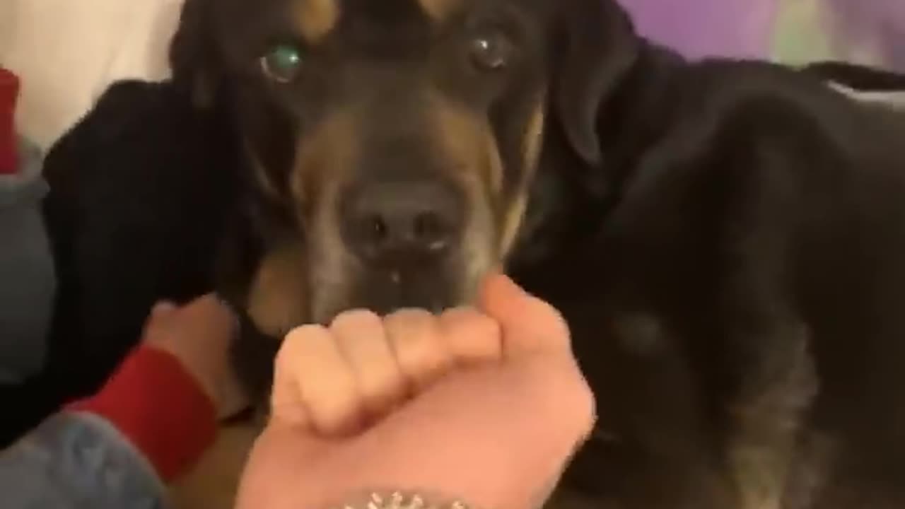 Dog has a pure heart