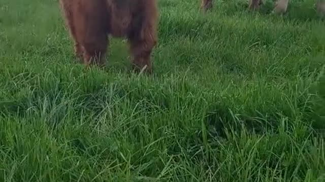 Behind the Scenes at Tenfoot Ranch the reason my video sometimes have the wobbles