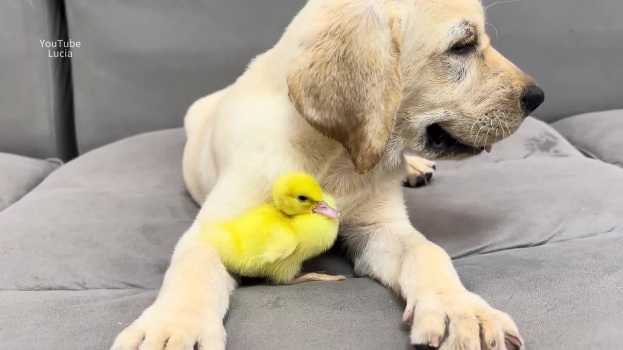 The puppy saved the duckling's life with wisdom! Lucia became a mother duck👍🐥