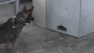 2nd Training Session at Vom Kaiserhofe Dog Training Seminars