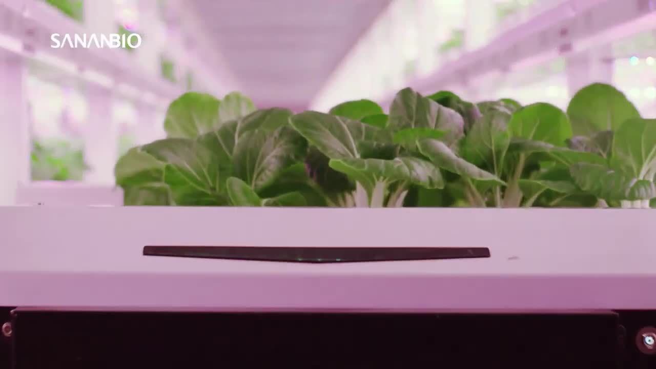 The Future of Agriculture. 5 Vertical Farms Run by AI and Robots