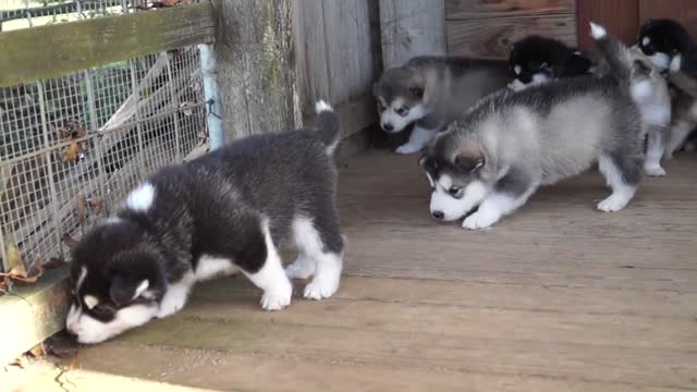 Alaskan Malamute Welpen 06.11.2013