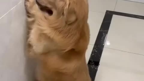 Funny Dog